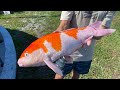 MEGA KOI For My Mini Pond Filled With Colorful Fish!!