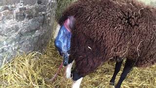 Animals giving birth in reverse compilation