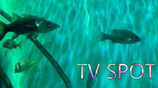 Zoo Tv Spot In Youtube On January 10, 2020