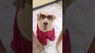 #anulara வெல்கம் டு கிரேட் கிரிகாலன் மேஜிக் ஷோ🤣😁  #funnylabrador#comadey