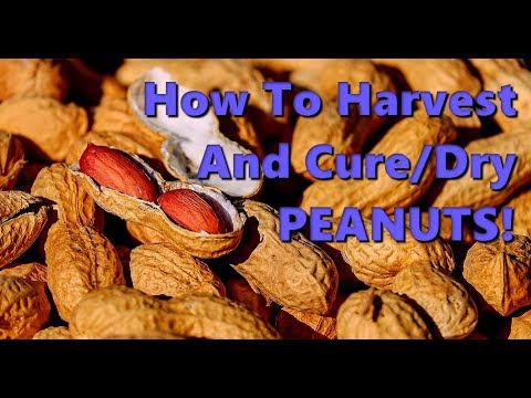 Video: Curing Peanuts - How To Dry Peanut Plants