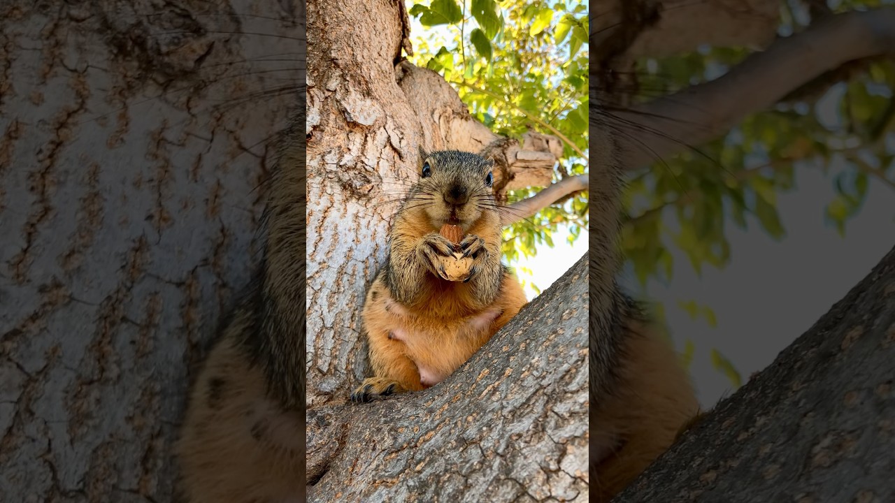1 minute lunch time with GG the Squirrel 