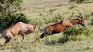 Red Hartebeest: Lyre Shaped Horn Antelope by Familiarity With Animals (FWA) 628 views 3 weeks ago 4 minutes, 53 seconds