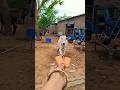 प्यारी बछिया #cow #shortsfeed #cows #shortvideo #gaumata #ytshorts #cowvideos #shorts #cowvideo