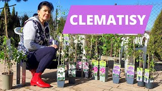 Clematis - sadzenie powojników - obsadzam wymarzoną rabatę w ogrodzie...
