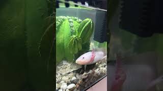 Аксолотль Лилу #аксолотль #амфибия #питомец