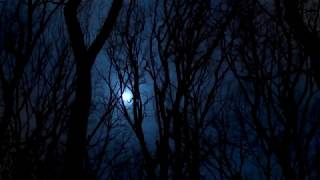 Dark Forest