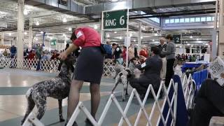 German Shorthaired Pointers  AKC Dog Show  Columbus 2016