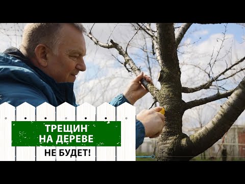 Что делать, если трескается кора? Это должен знать каждый!