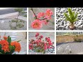 Japanese Rock Garden Karesansui Ginshanada Garden Tour &amp; Plant Update Video [Mar-Apr 2021, 4K, ASMR]