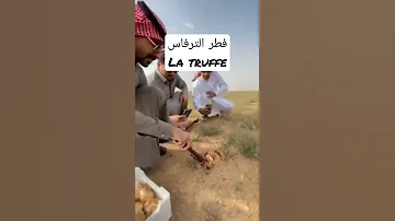 فطر الترفاس او الكمأة موجود في المناطق الرملية وبالاخص بالمناطق العيون الشرقية جرادة رشيدية 