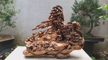 Tượng Di Lặc Ngũ Phúc Ngồi Gốc Tùng Chế Tác Từ Gỗ Bách Xanh Mộc Châu Nguyên Khối Thơm Ngào Ngạt