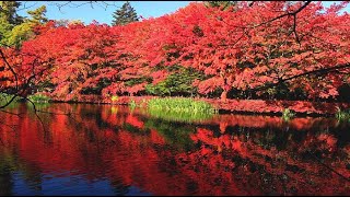 錦絵の雲場池・4K - YouTube