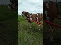 حصان المعلم سمير القطب البرنس 