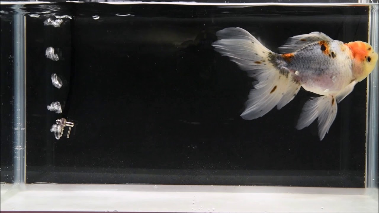 スタッフブログ アクア ツインズ