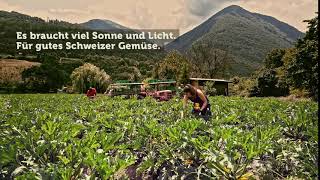 Es Braucht Viel Sonne Und Licht. Für Gutes Schweizer Gemüse.