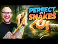 5 perfect pet snakes you have never thought about