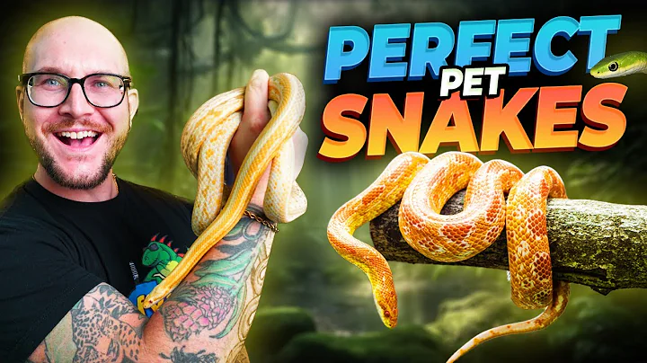 5 PERFECT Pet Snakes YOU have Never Thought About!