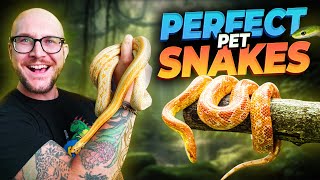 5 PERFECT Pet Snakes YOU have Never Thought About!