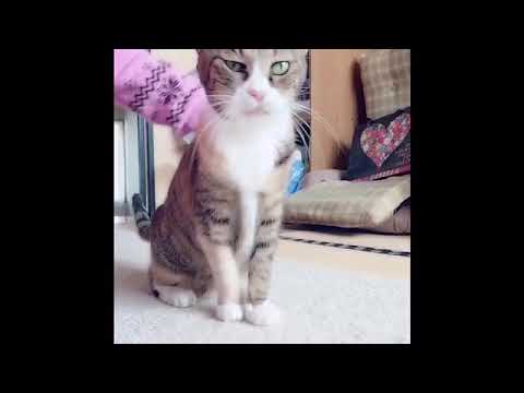 Video: Anatolian Cat: Mga Tampok Ng Hitsura Ng Lahi, Pag-aalaga At Pagpapanatili Ng Pusa, Karakter At Gawi, Mga Alagang Hayop Ng Pag-aanak, Mga Review Ng May-ari