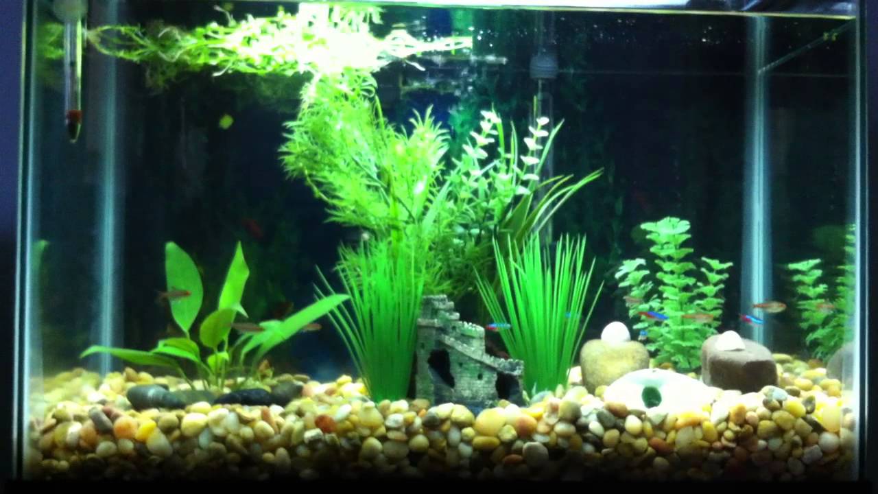 20 Gallon Neon Tetra and Glowlight Tetra Fish Tank - YouTube