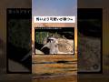 怖いより可愛いが勝つw #おすすめ #プチ知識 #動物