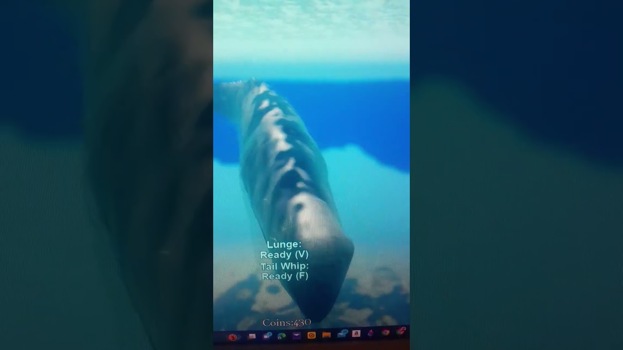 Sperm Whale (AKA Cachalot) 