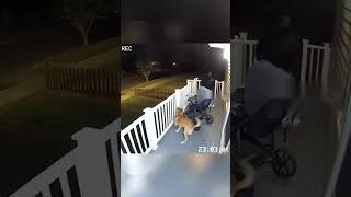 CCTV: Dog Protects Baby from Unknown Visitor 👀🐕 | Real AI Security Moments