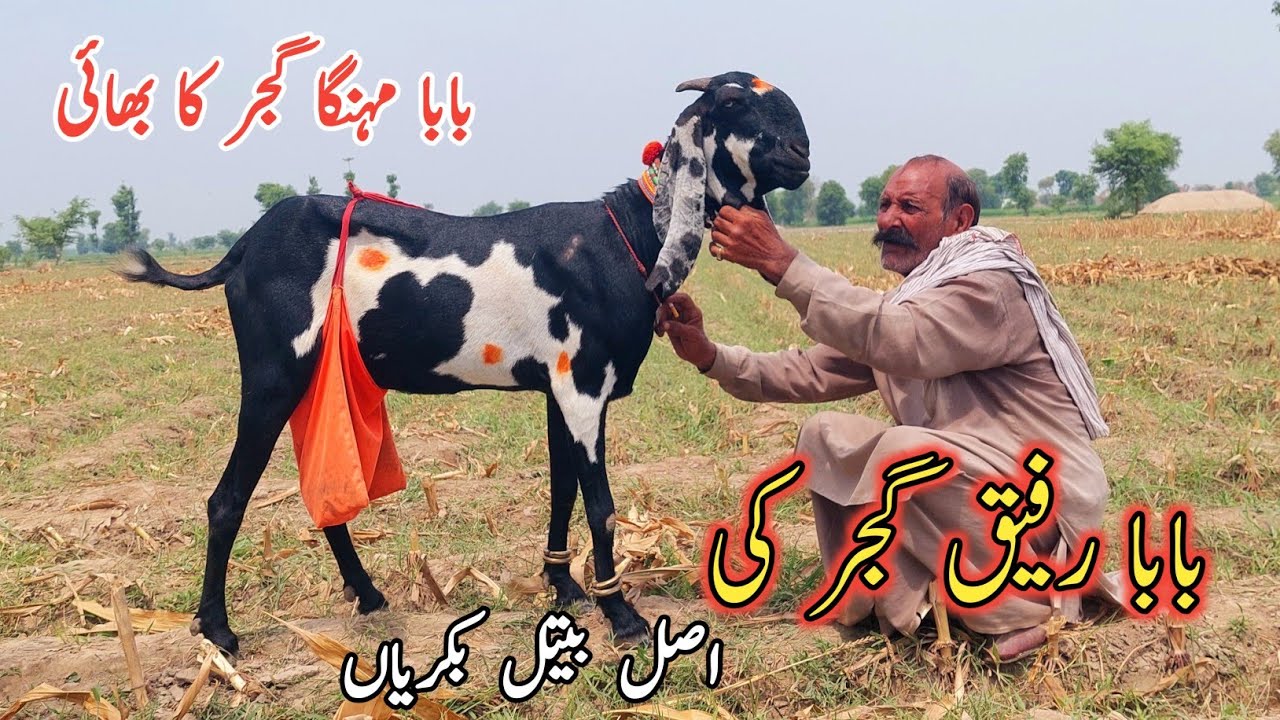 A Plus Quality Beetal Goats Of Baba Rafiq Gujjar-بابا مہنگا گجر کا ...