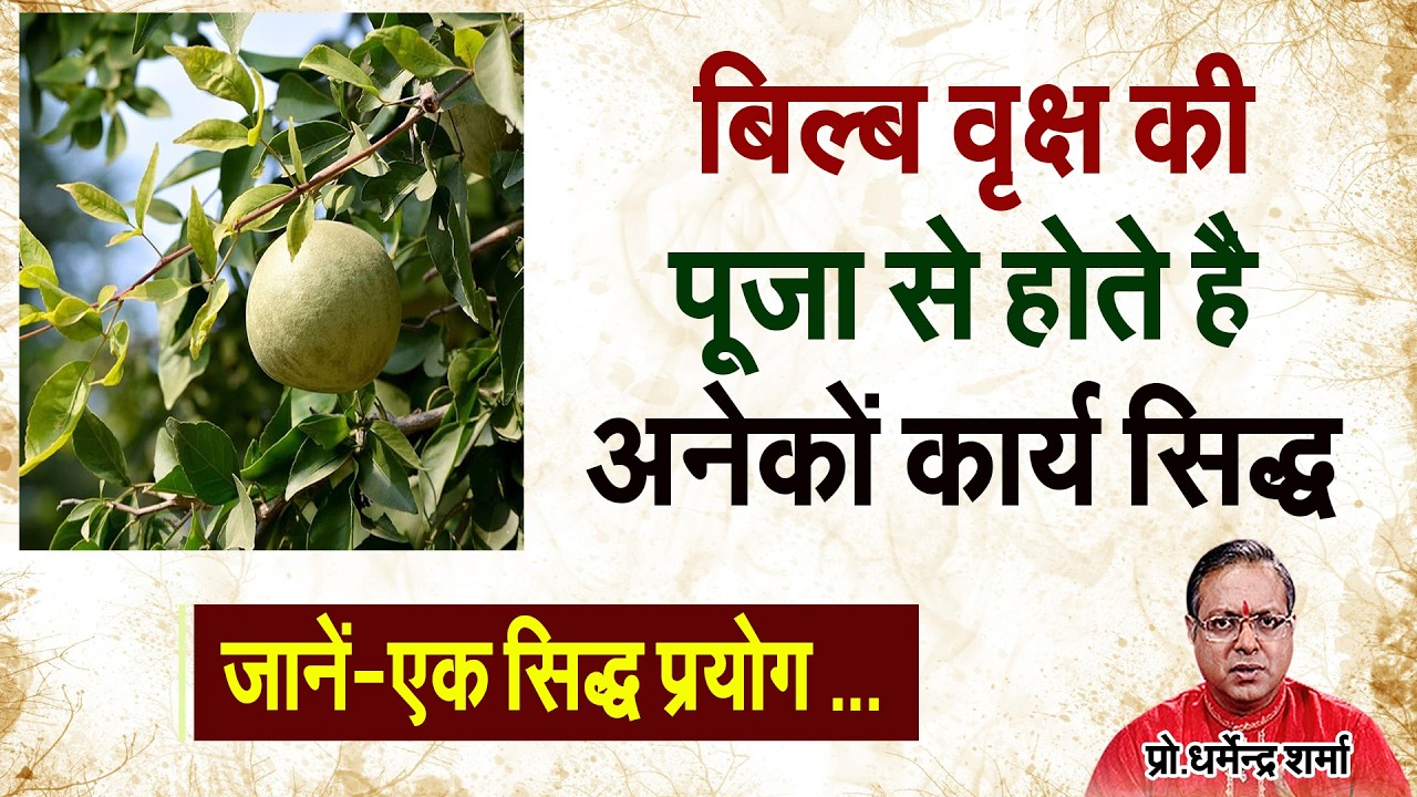 बिल्ब वृक्ष की पूजा से होतें  है अनेकों कार्य सिद्ध जानें-एक सिद्ध प्रयोग #prodharmendrasharma