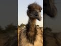 Try Not To Laugh Me In The Emu Habitat Emufacts Shorts Animalvideos Try Not To Laugh Me In The Emu Habitat Emufacts Shorts Animalvideos