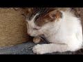 PİŞİYİM DORİŞ XƏSTƏLƏNİB 😿😕/vəziyəti yaxşı deyil 😔kefimiz yoxdur #pişikvlogu#cat