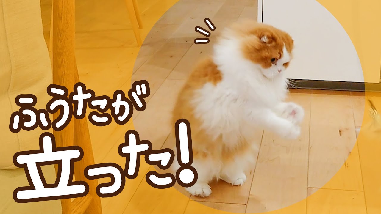 猫が立った！新しいねこじゃらしに大興奮