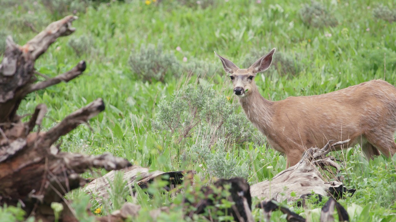 Welcome to the Bridger-Teton National Forest - YouTube