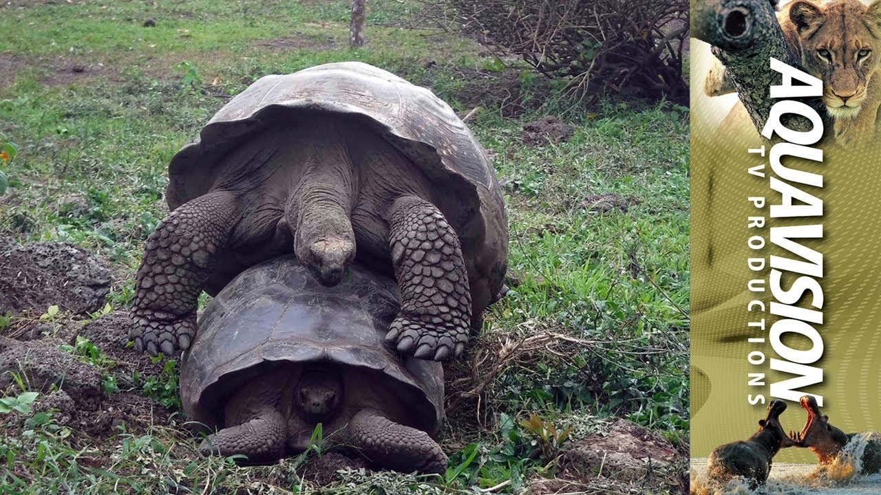 Galápagos Tortoise Mating HD Stock Footage YouTube