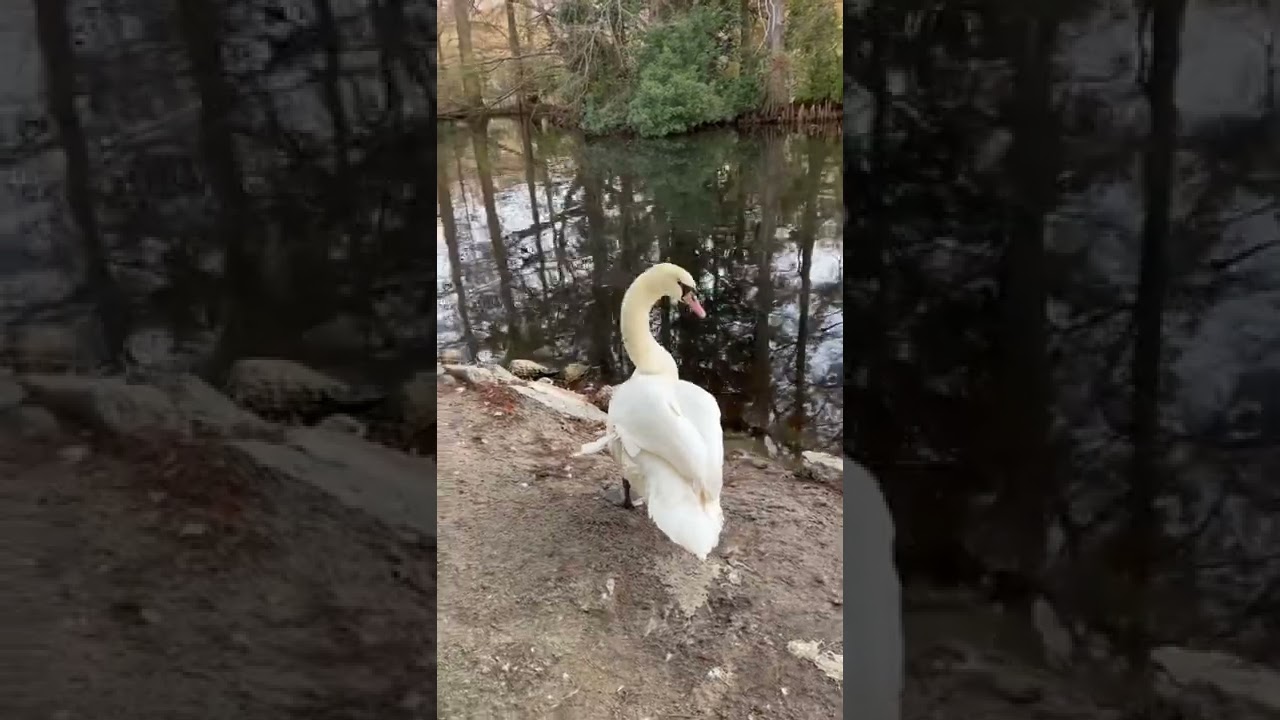 Not a friendly swan😏 