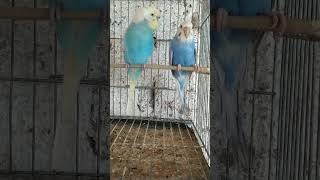 #viral #birds #parrot #shortsfeed #shortsvideo #video #aves #youtubeshorts#youtube#viralvideo #humor