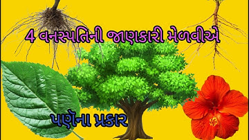 4 વનસ્પતિની જાણકારી મેળવીએ/ Std 6 Sem 1 Unit 7 / Vanspatini Janakari Melaviye / વિજ્ઞાન/પણૅના પ્રકાર