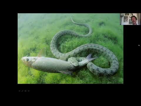 Video: Lucertola grigia: descrizione, habitat, abitudini, foto