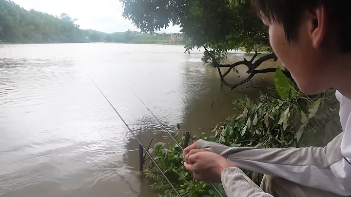 一場大雨過後河裡全是黃辣丁，兩條竿子已是極限，三條竿真的忙不過來啊【野釣長空】 - 天天要聞