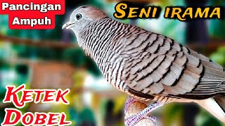 Perkutut lokal gacor Seni irama dobel ketek AMPUH Untuk Pancingan, Terapi, Pikat burung perkutut