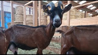 видео: Плюсы и минусы разных способов содержания коз в запуске картинка: Плюсы и минусы разных способов содержания коз в запуске