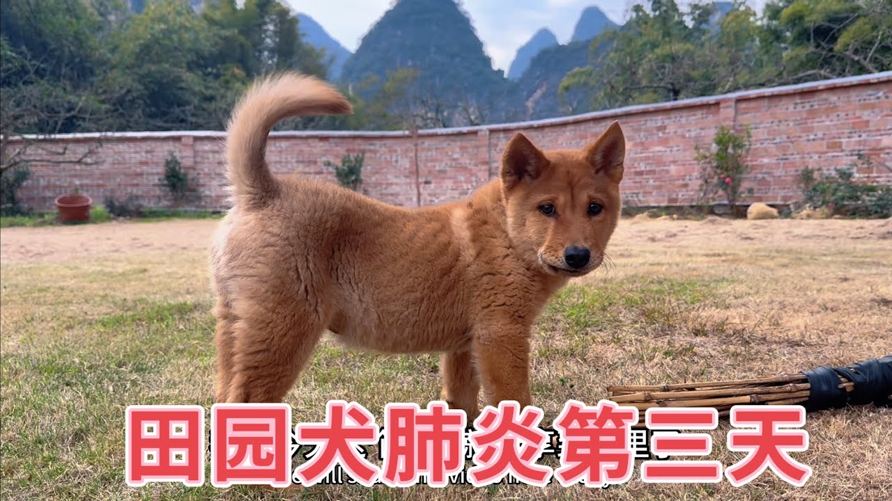 田园犬感染肺炎第三天，吃药又打针主人追着它满院子跑，看看今天恢复得怎么样