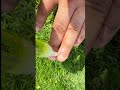 Stop dry cuticles, grow your nails #nail #cuticle #nailart #pressonnails #foryoupage