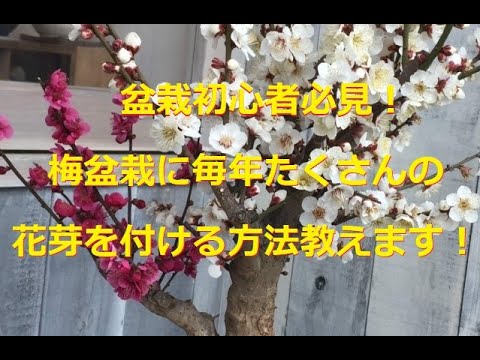 盆栽初心者必見! 梅盆栽の花が終わったら…【肥料の与え方編】字幕付改訂版 hqdefault
