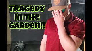 Seed 2 Smoke - Season 1 Episode 15 / Organic Cannabis / Grow Weed Easy / Living Soil / Trainwreck