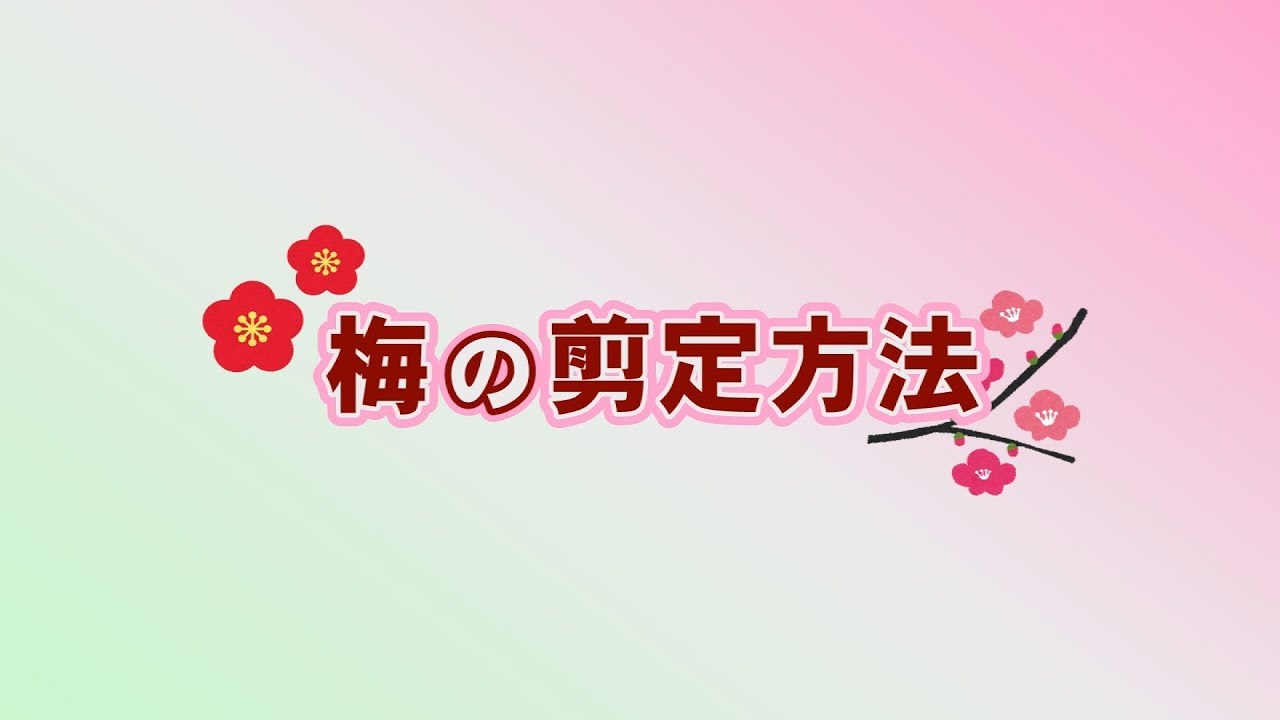 梅の選定方法 Youtube