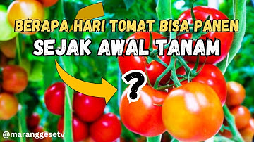 MASA PANEN BUAH TOMAT SEJAK AWAL TANAM || BUTUH 83 HARI