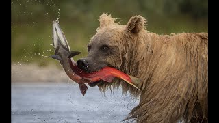 Brown Bear Fishing in Alaska by Harry Collins Photography 783 views 3 months ago 56 seconds