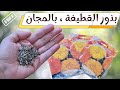ازرع مئات الشتلات من نبات القطيفة من بذور زهرة قطيفه واحدة Tagetes Erecta